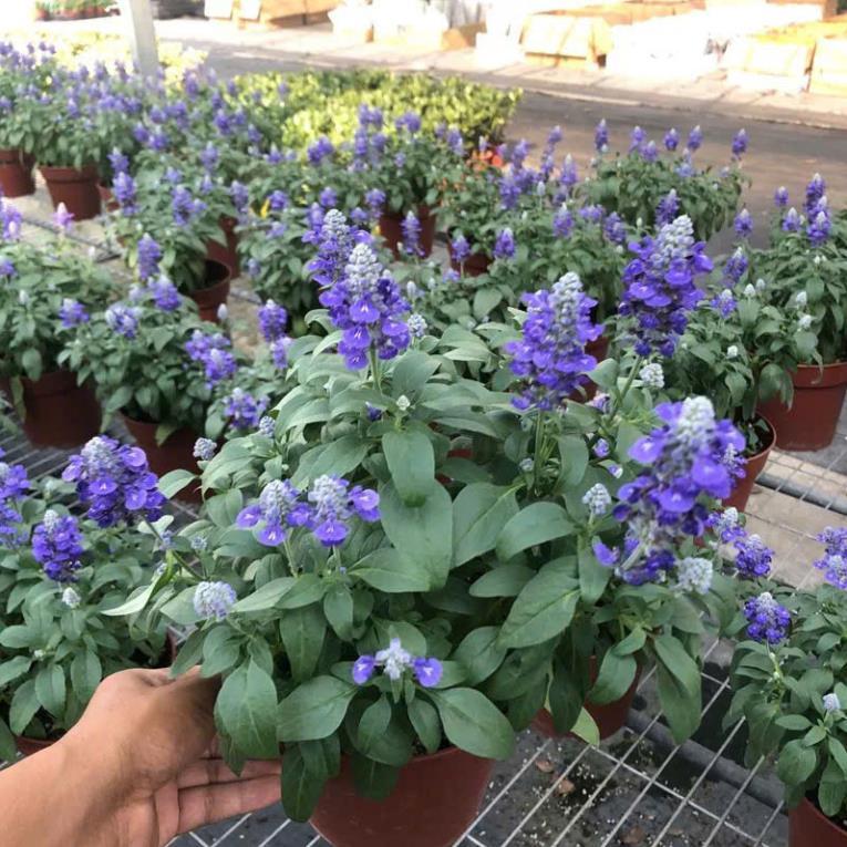 Hạt giống Hoa Violet Tím Cổ Thơm là giống hoa cảnh nổi tiếng với màu tím cổ điển