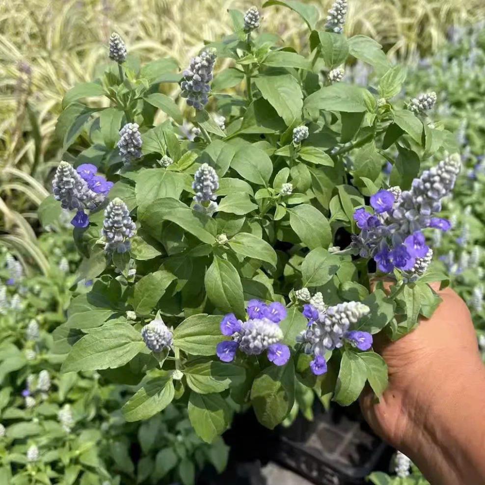 Hạt giống Hoa Violet Tím Cổ Thơm là giống hoa cảnh nổi tiếng với màu tím cổ điển