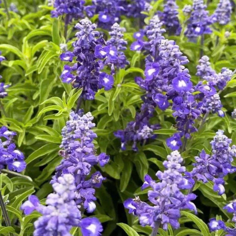 Hạt giống Hoa Violet Tím Cổ Thơm là giống hoa cảnh nổi tiếng với màu tím cổ điển