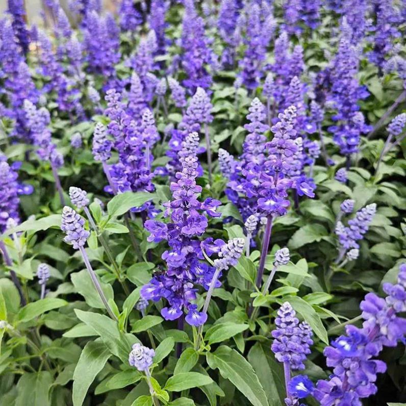 Hạt giống Hoa Violet Tím Cổ Thơm là giống hoa cảnh nổi tiếng với màu tím cổ điển