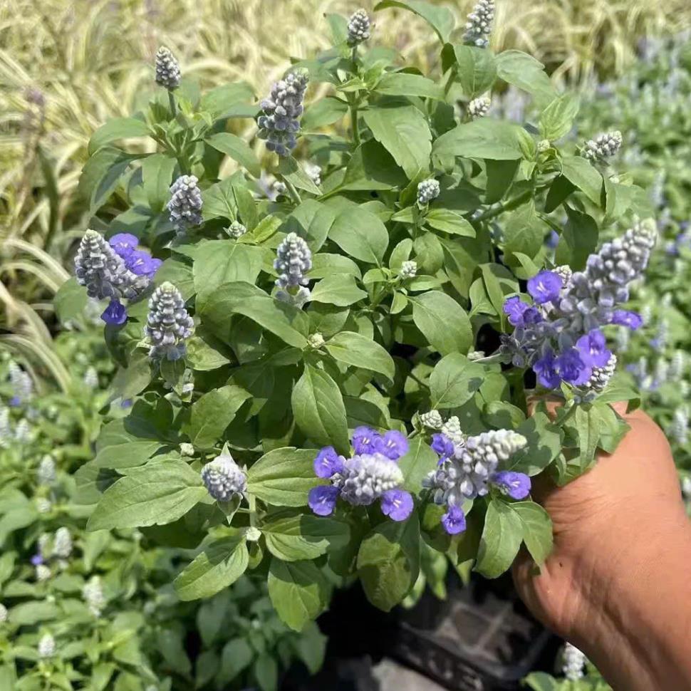 Hạt giống Hoa Violet Tím Cổ Thơm là giống hoa cảnh nổi tiếng với màu tím cổ điển