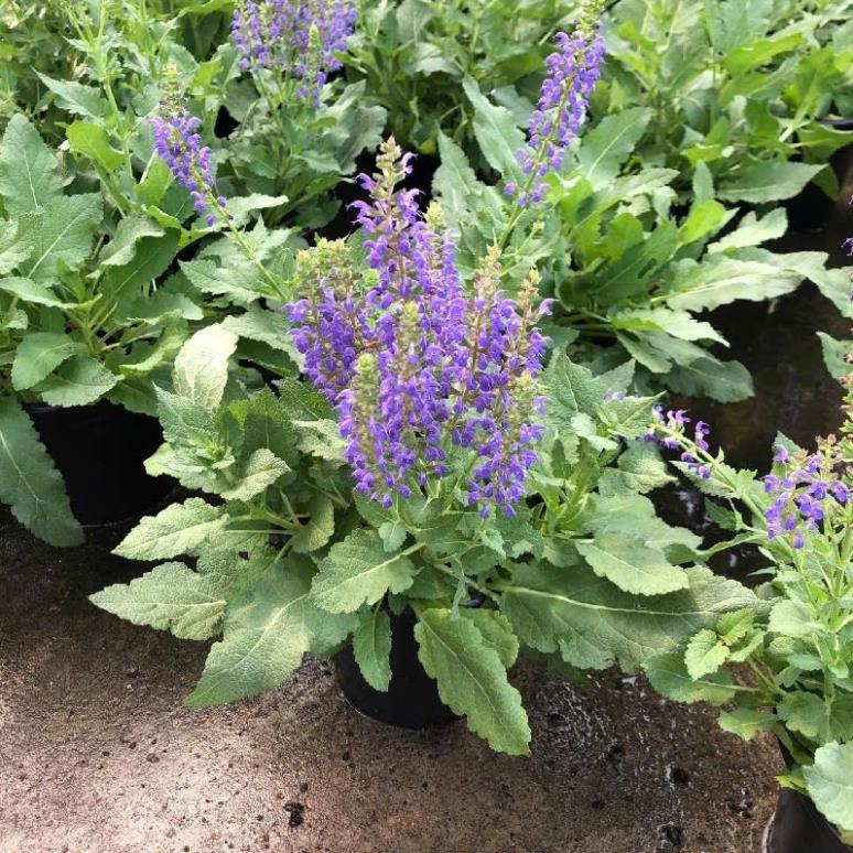 Hạt giống Hoa Violet Tím Cổ Thơm là giống hoa cảnh nổi tiếng với màu tím cổ điển