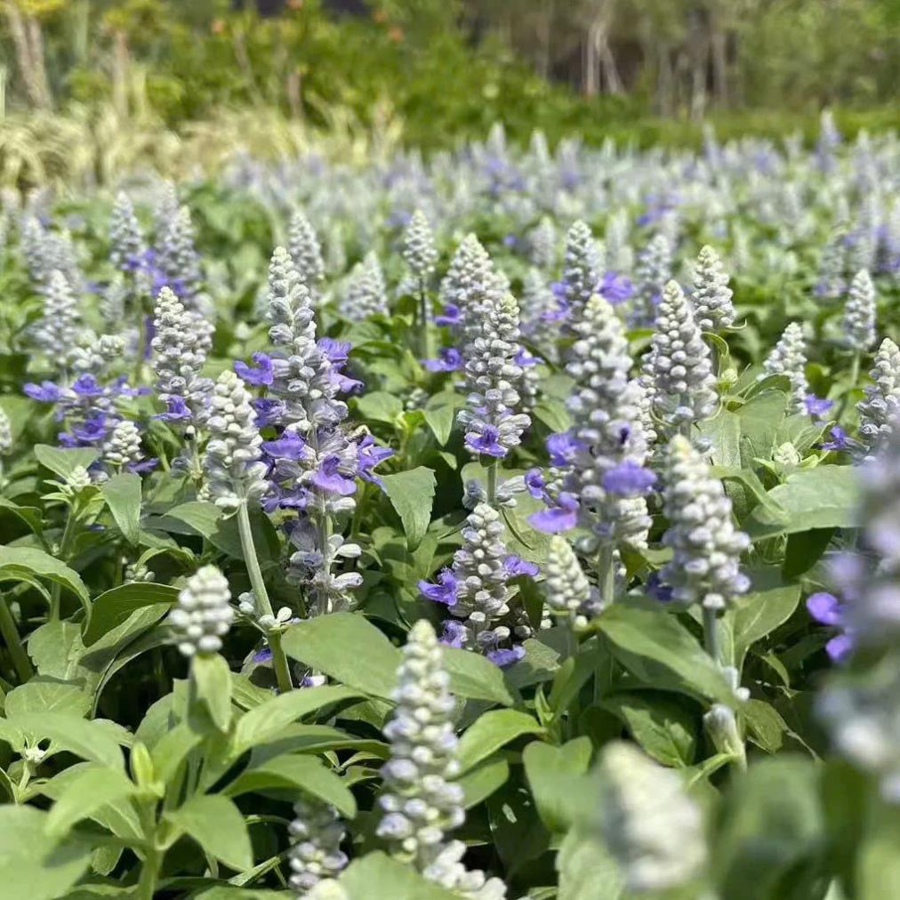 Hạt giống Hoa Violet Tím Cổ Thơm là giống hoa cảnh nổi tiếng với màu tím cổ điển