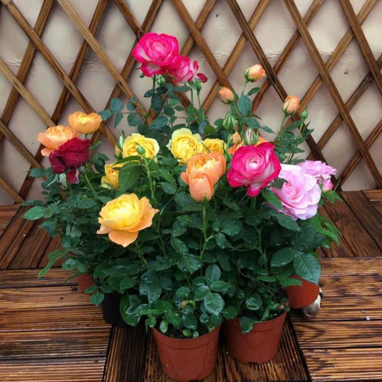 HẠT GIỐNG HOA HỒNG THƠM LÙN Mix Màu hoa phổ biến: Đỏ, hồng, vàng, cam, trắng