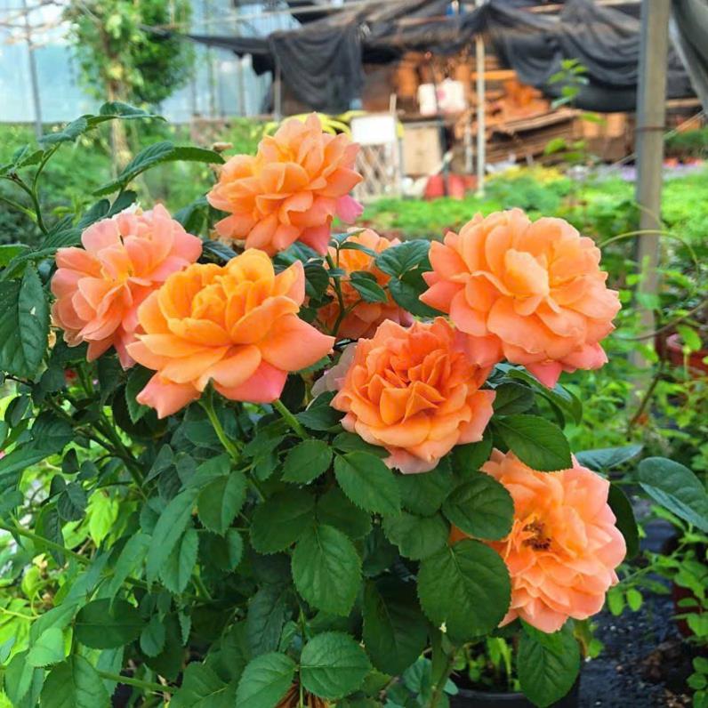 HẠT GIỐNG HOA HỒNG THƠM LÙN Mix Màu hoa phổ biến: Đỏ, hồng, vàng, cam, trắng