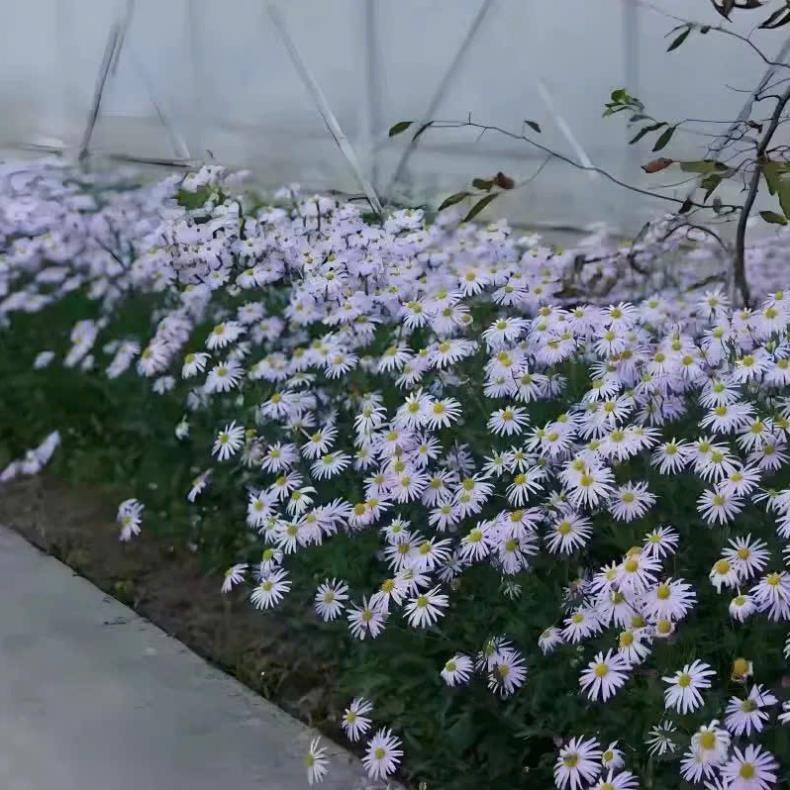 HẠT GIỐNG HOA THẠCH THẢO Màu sắc: Tím, hồng, trắng, xanh lam, đỏ nhạt