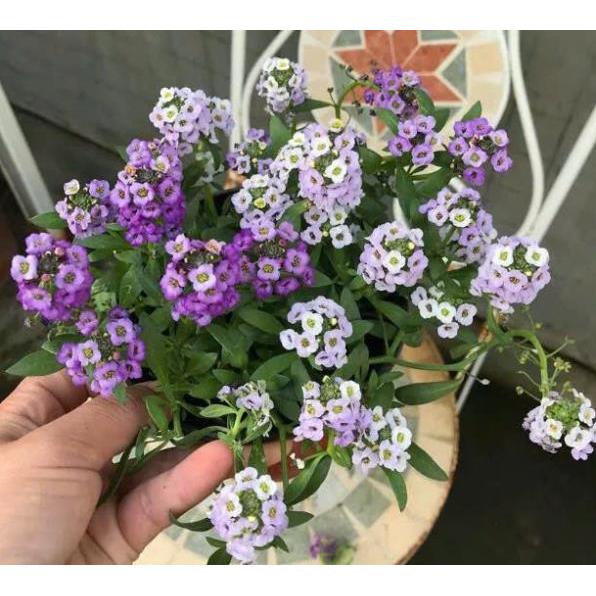 Hạt Giống Hoa Ngàn Sao Thảm Tuyết – Nảy Mầm Nhanh, Dễ Trồng, Hoa Li Ti Trắng Như Sương, Trang Trí Vườn – Chậu – Ban Công