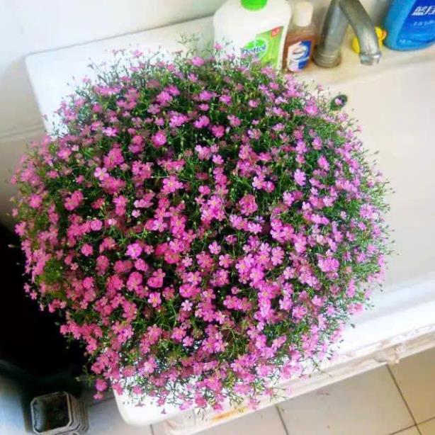 Hạt Giống Hoa Baby – Baby’s Breath Gypsophila – Nảy Mầm Nhanh, Dễ Trồng, Hoa Li Ti Trắng/Hồng