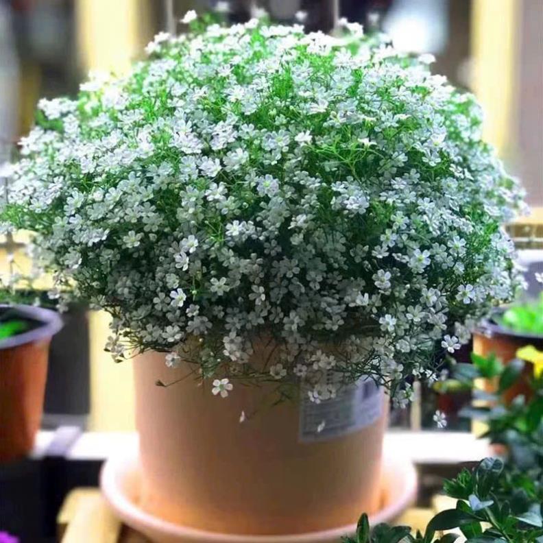 Hạt Giống Hoa Baby – Baby’s Breath Gypsophila – Nảy Mầm Nhanh, Dễ Trồng, Hoa Li Ti Trắng/Hồng