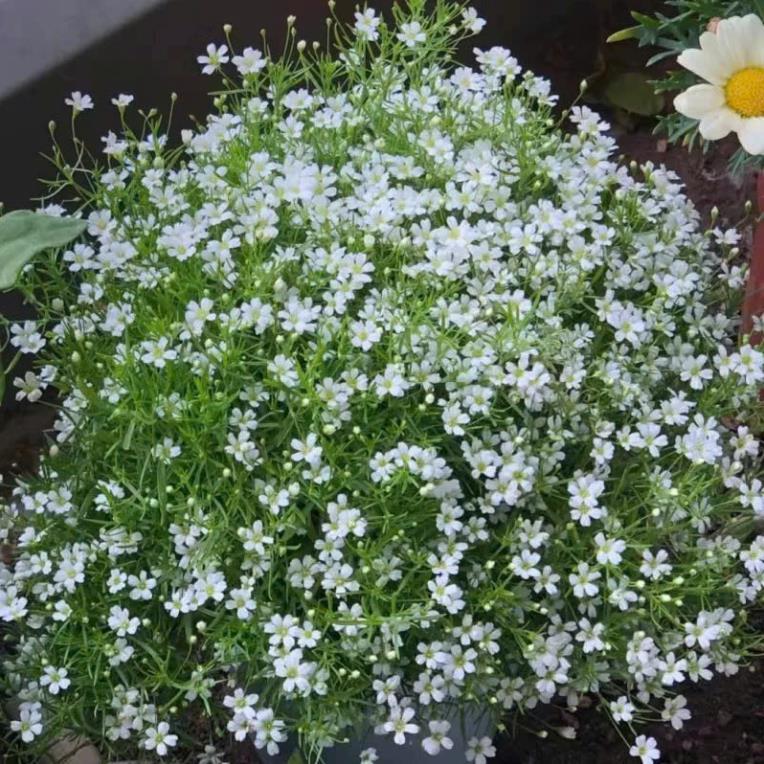 Hạt Giống Hoa Baby – Baby’s Breath Gypsophila – Nảy Mầm Nhanh, Dễ Trồng, Hoa Li Ti Trắng/Hồng