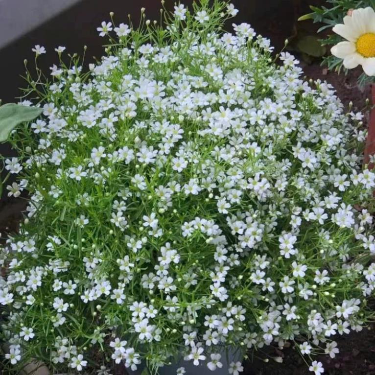 Hạt Giống Hoa Baby – Baby’s Breath Gypsophila – Nảy Mầm Nhanh, Dễ Trồng, Hoa Li Ti Trắng/Hồng