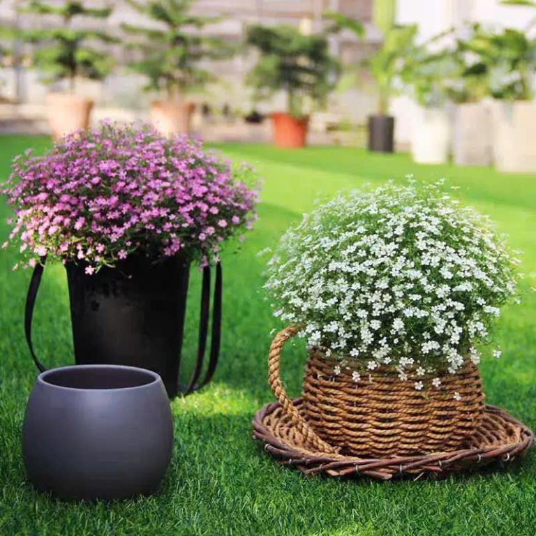 Hạt Giống Hoa Baby – Baby’s Breath Gypsophila – Nảy Mầm Nhanh, Dễ Trồng, Hoa Li Ti Trắng/Hồng