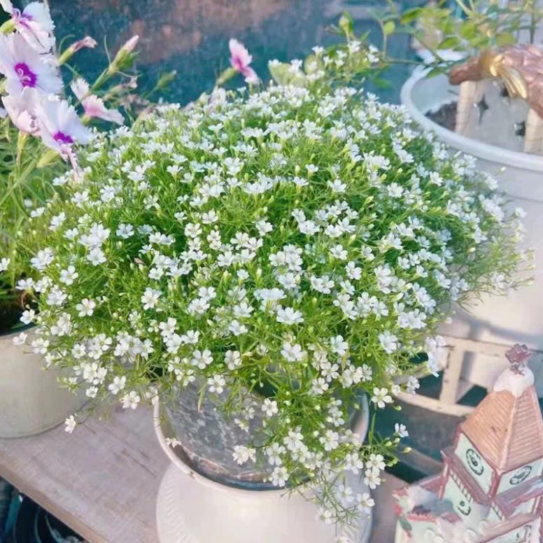 Hạt Giống Hoa Baby – Baby’s Breath Gypsophila – Nảy Mầm Nhanh, Dễ Trồng, Hoa Li Ti Trắng/Hồng