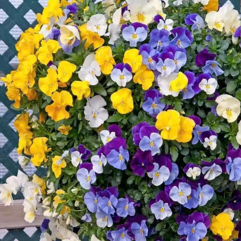 Hạt Giống Hoa Păng-Xê (Pansy) – Màu Sắc Rực Rỡ, Dễ Trồng, Nảy Mầm Cao