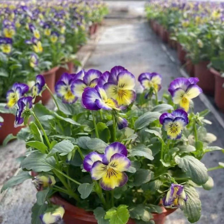 Hạt Giống Hoa Păng-Xê (Pansy) – Màu Sắc Rực Rỡ, Dễ Trồng, Nảy Mầm Cao