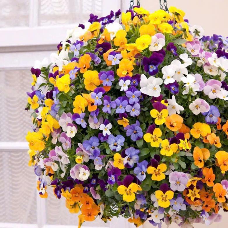 Hạt Giống Hoa Păng-Xê (Pansy) – Màu Sắc Rực Rỡ, Dễ Trồng, Nảy Mầm Cao