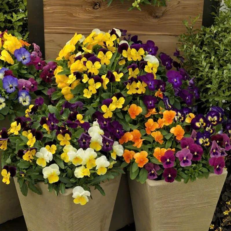 Hạt Giống Hoa Păng-Xê (Pansy) – Màu Sắc Rực Rỡ, Dễ Trồng, Nảy Mầm Cao