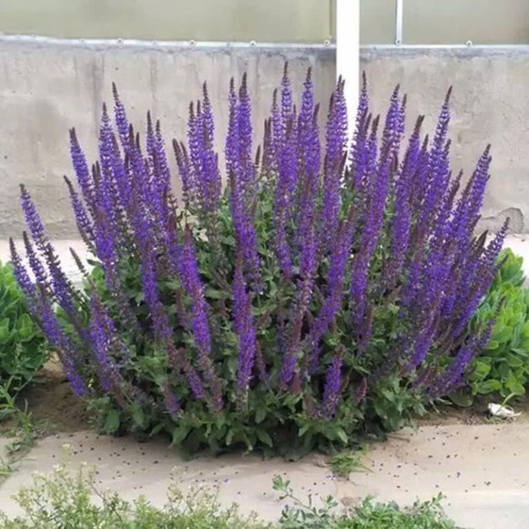 Hạt Giống Hoa Xô Thơm – Salvia Mix Màu – Nảy Mầm Cao, Dễ Trồng – Hoa Đẹp