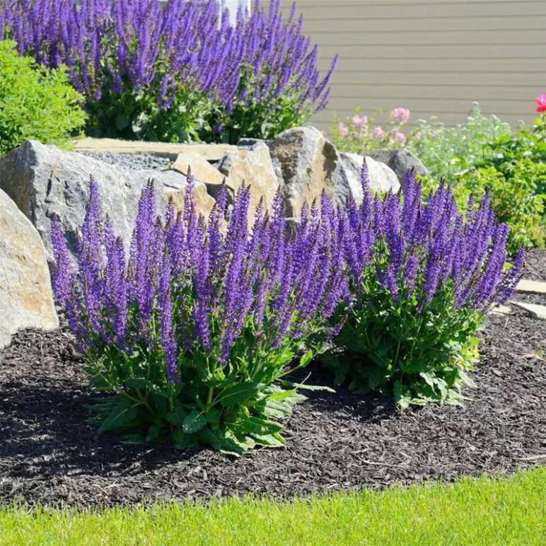 Hạt Giống Hoa Xô Thơm – Salvia Mix Màu – Nảy Mầm Cao, Dễ Trồng – Hoa Đẹp