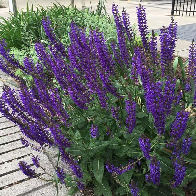 Hạt Giống Hoa Xô Thơm – Salvia Mix Màu – Nảy Mầm Cao, Dễ Trồng – Hoa Đẹp