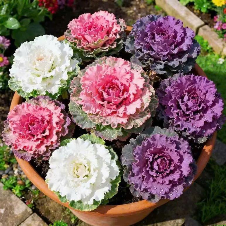 Hạt Giống Hoa Bắp Cải Mix Màu – Ornamental Cabbage Kale – Nảy Mầm Cao, Dễ Trồng – Màu Sắc Rực Rỡ