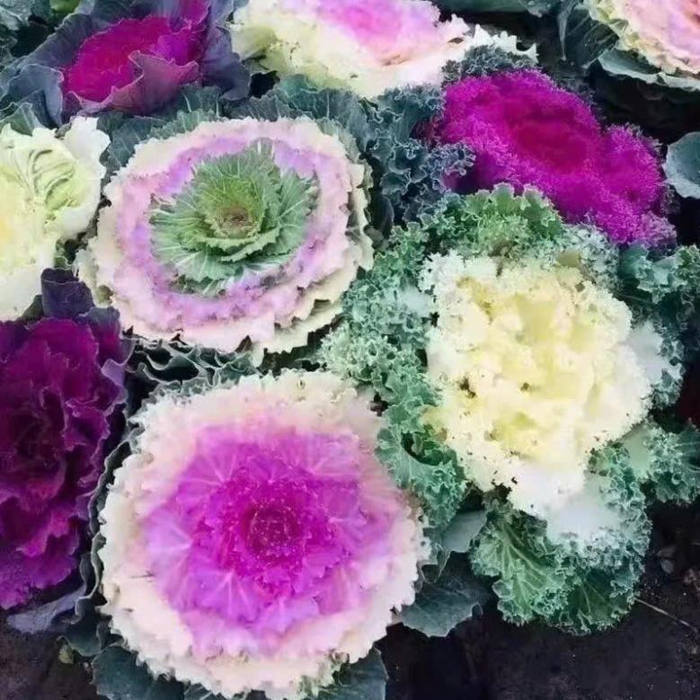 Hạt Giống Hoa Bắp Cải Mix Màu – Ornamental Cabbage Kale – Nảy Mầm Cao, Dễ Trồng – Màu Sắc Rực Rỡ