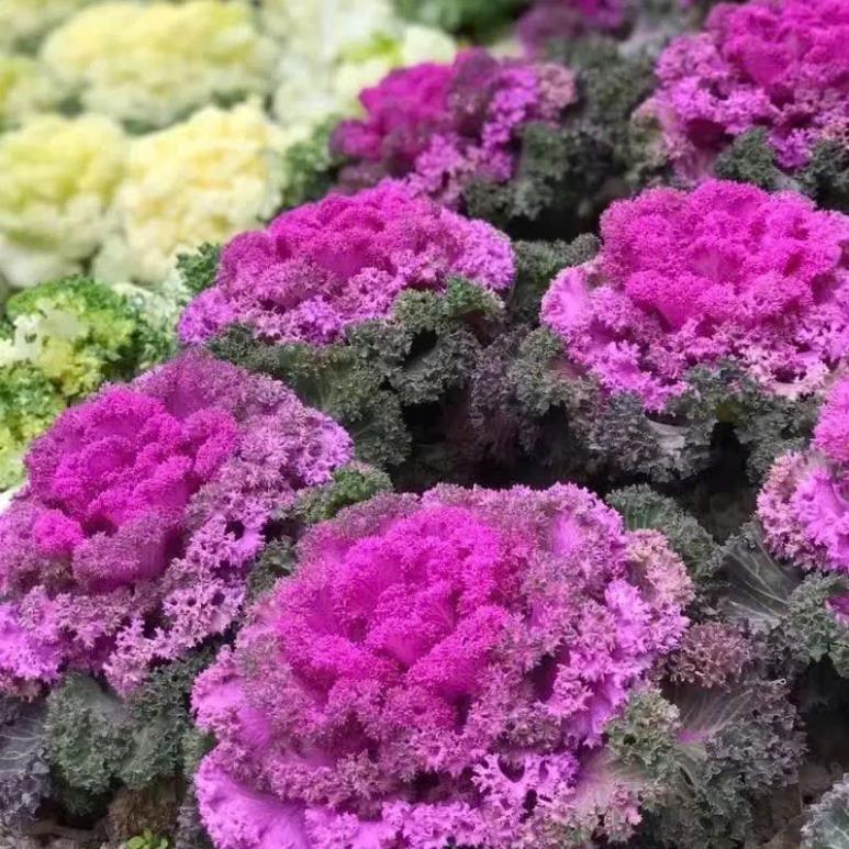 Hạt Giống Hoa Bắp Cải Mix Màu – Ornamental Cabbage Kale – Nảy Mầm Cao, Dễ Trồng – Màu Sắc Rực Rỡ
