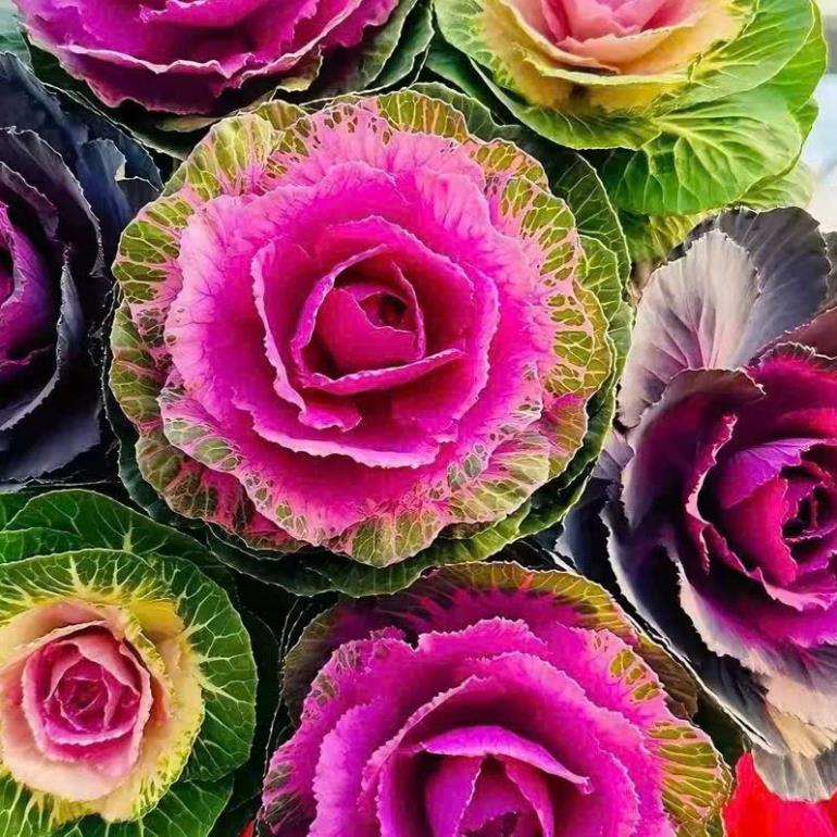 Hạt Giống Hoa Bắp Cải Mix Màu – Ornamental Cabbage Kale – Nảy Mầm Cao, Dễ Trồng – Màu Sắc Rực Rỡ
