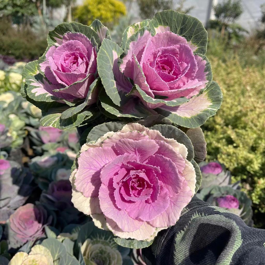 Hạt Giống Hoa Bắp Cải Mix Màu – Ornamental Cabbage Kale – Nảy Mầm Cao, Dễ Trồng – Màu Sắc Rực Rỡ