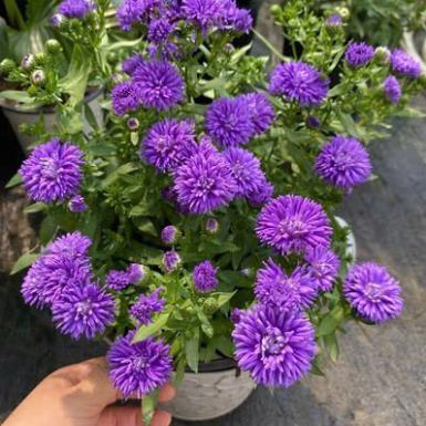Hạt Giống Hoa Cúc Thạch Thảo Kép – Bông To, Mix Màu Rực Rỡ – Nảy Mầm Cao, Dễ Trồng