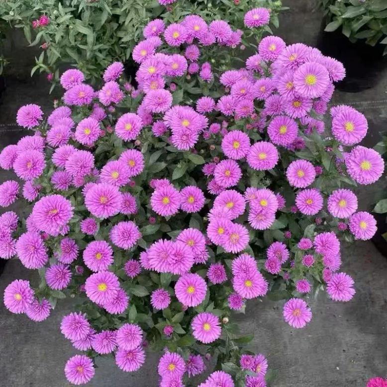 Hạt Giống Hoa Cúc Thạch Thảo Kép – Bông To, Mix Màu Rực Rỡ – Nảy Mầm Cao, Dễ Trồng