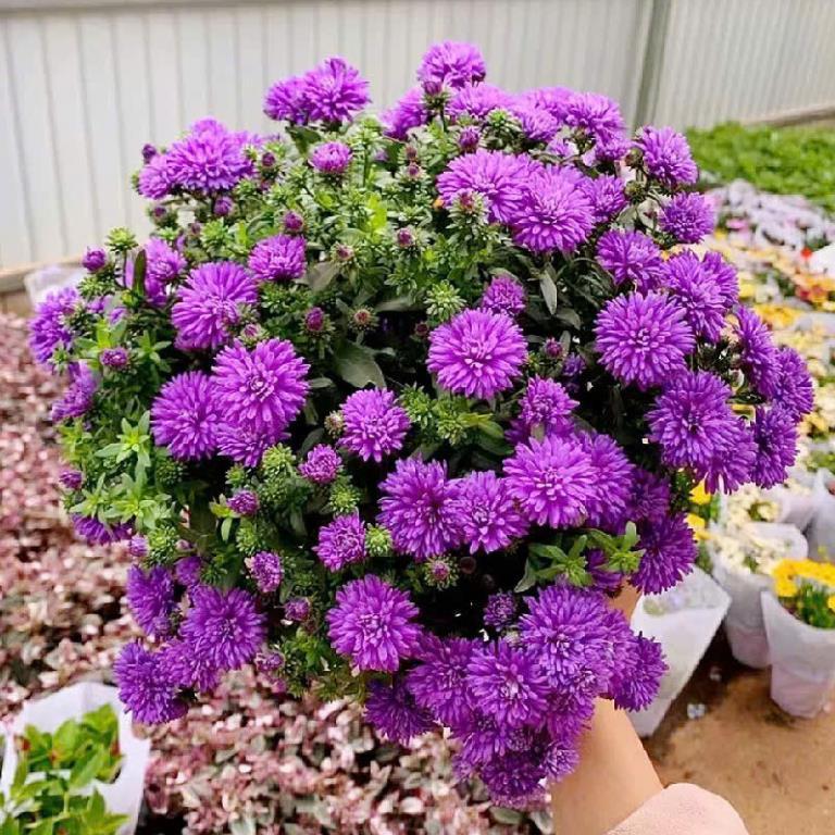 Hạt Giống Hoa Cúc Thạch Thảo Kép – Bông To, Mix Màu Rực Rỡ – Nảy Mầm Cao, Dễ Trồng