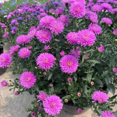 Hạt Giống Hoa Cúc Thạch Thảo Kép – Bông To, Mix Màu Rực Rỡ – Nảy Mầm Cao, Dễ Trồng