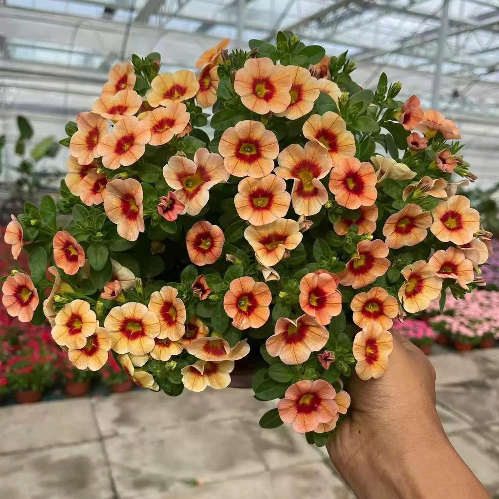 HẠT GIỐNG HOA TRIỆU CHUÔNG – CHO BAN CÔNG RỰC RỠ QUANH NĂM