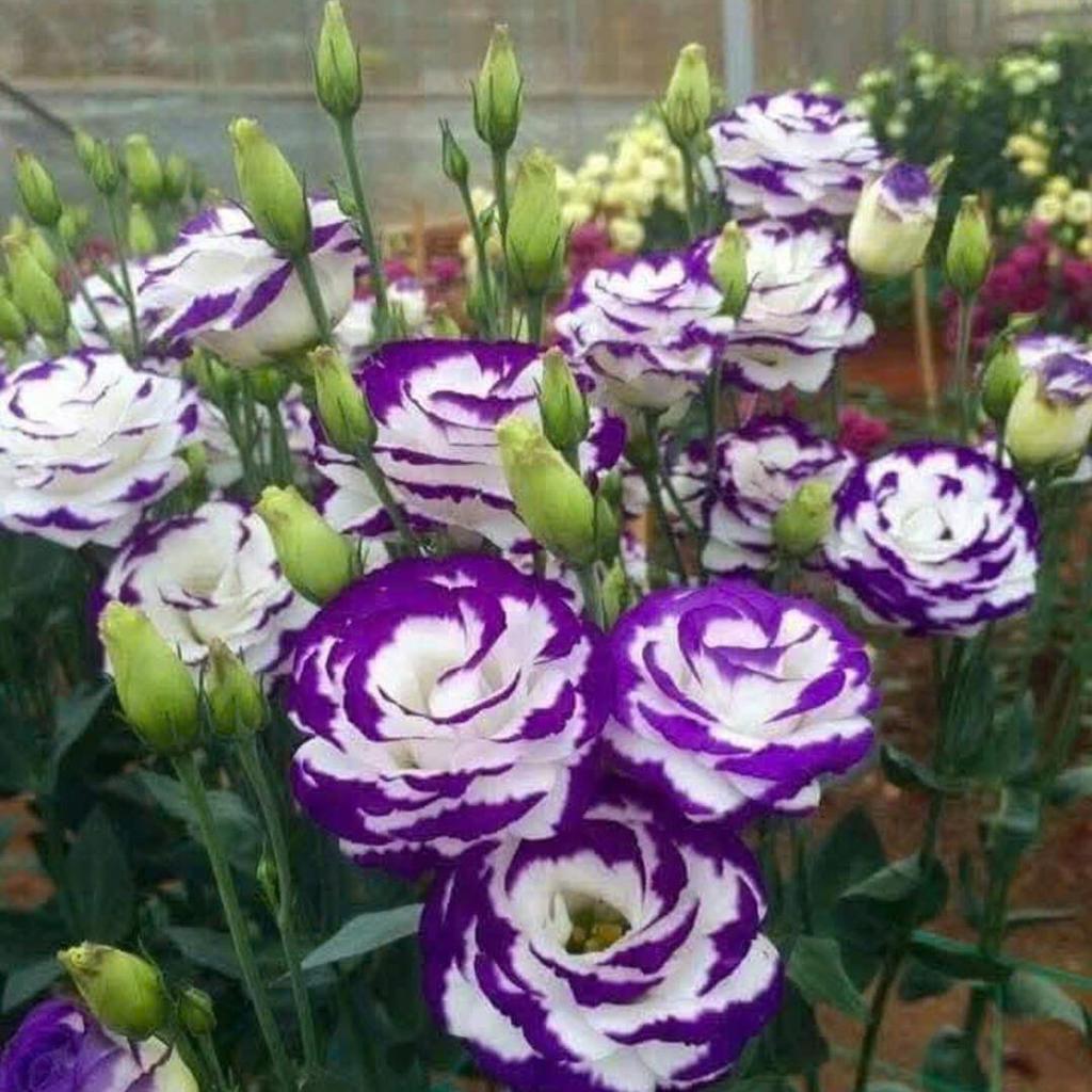 HẠT GIỐNG HOA CÁT TƯỜNG MIX MÀU – SANG TRỌNG, THANH LỊCH, NỞ LÂU