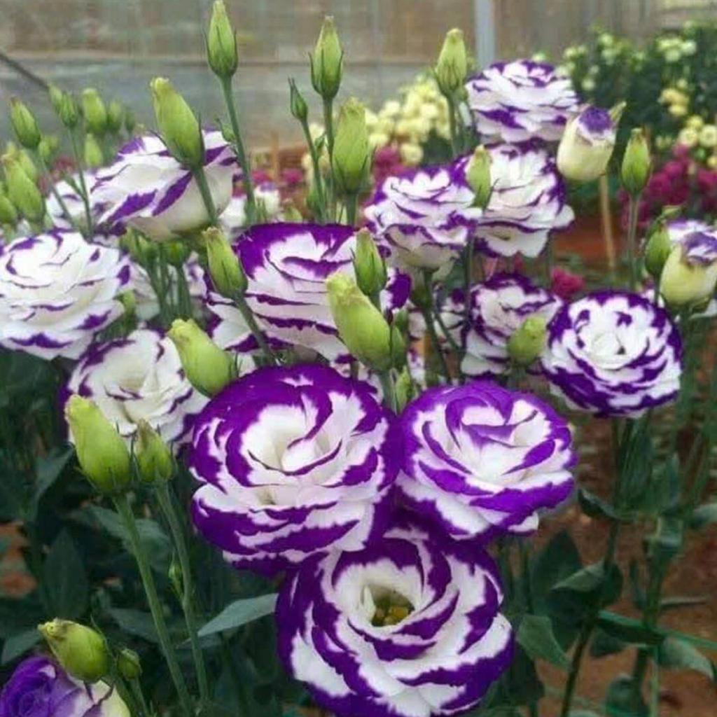 HẠT GIỐNG HOA CÁT TƯỜNG MIX MÀU – SANG TRỌNG, THANH LỊCH, NỞ LÂU