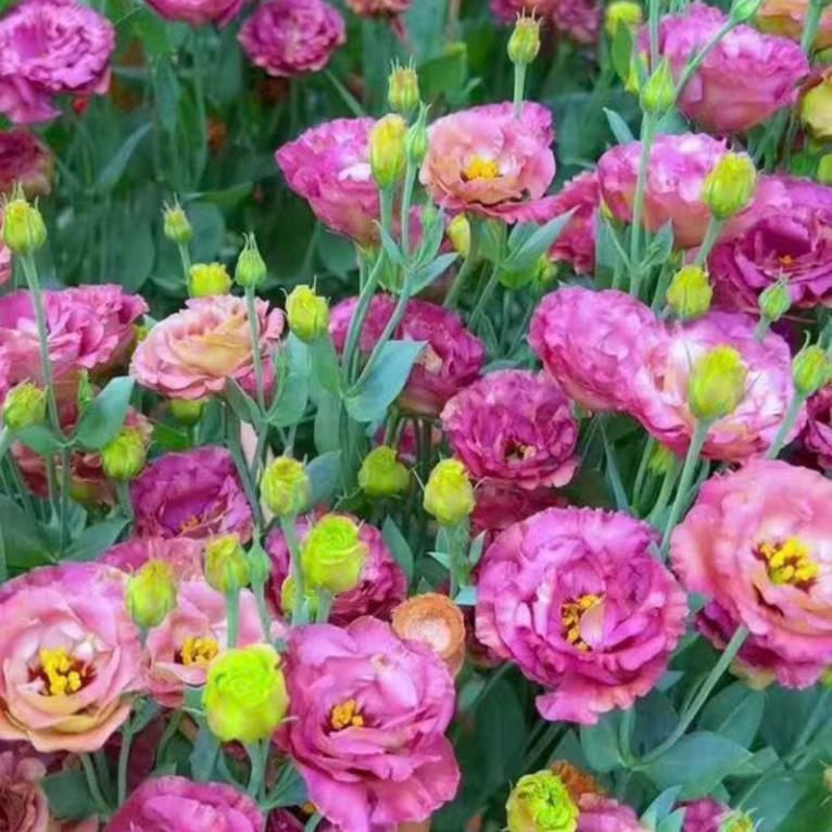 HẠT GIỐNG HOA CÁT TƯỜNG MIX MÀU TRỒNG BỐN MÙA HOA NỞ QUANH NĂM