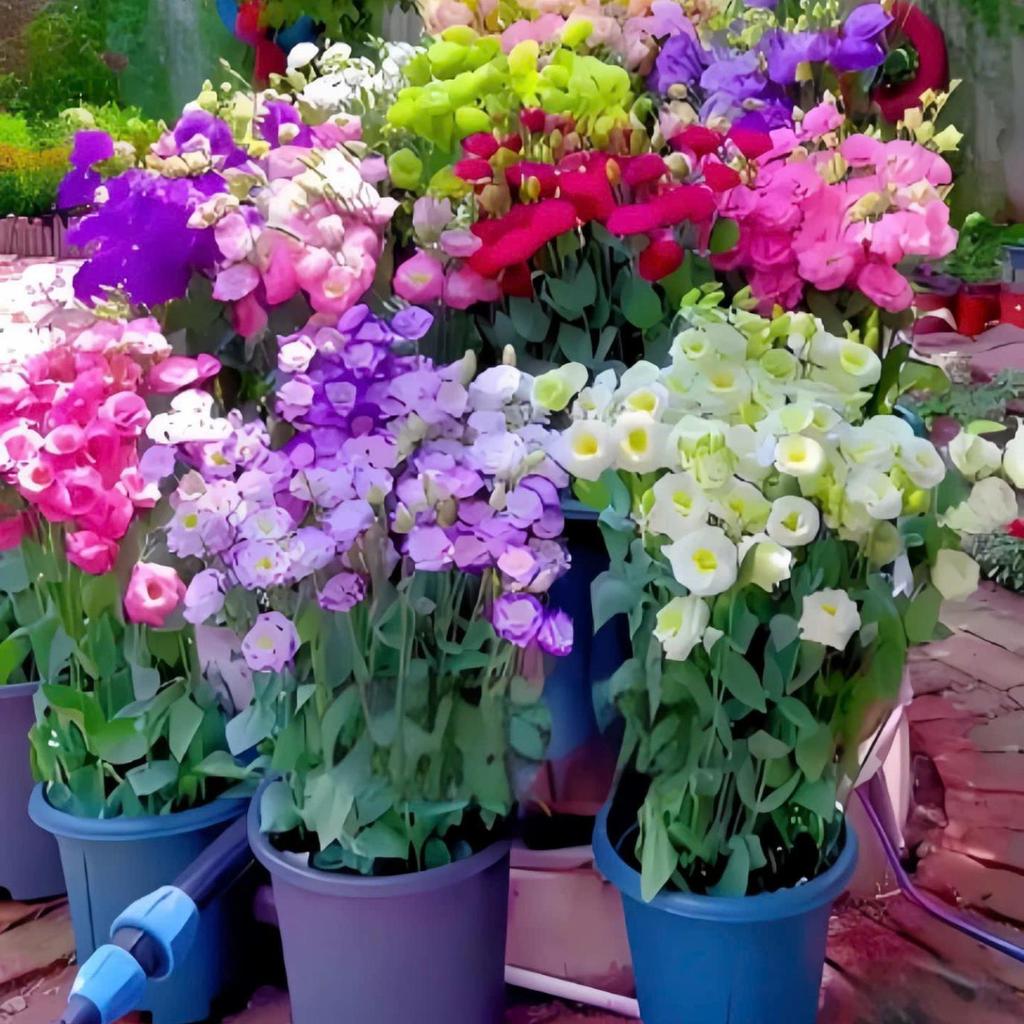 HẠT GIỐNG HOA CÁT TƯỜNG MIX MÀU TRỒNG BỐN MÙA HOA NỞ QUANH NĂM