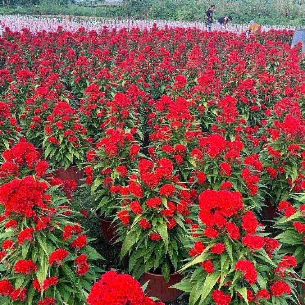 HẠT GIỐNG HOA MÀO GÀ BÚA – BÔNG TO, MÀU RỰC RỠ, DỄ TRỒNG