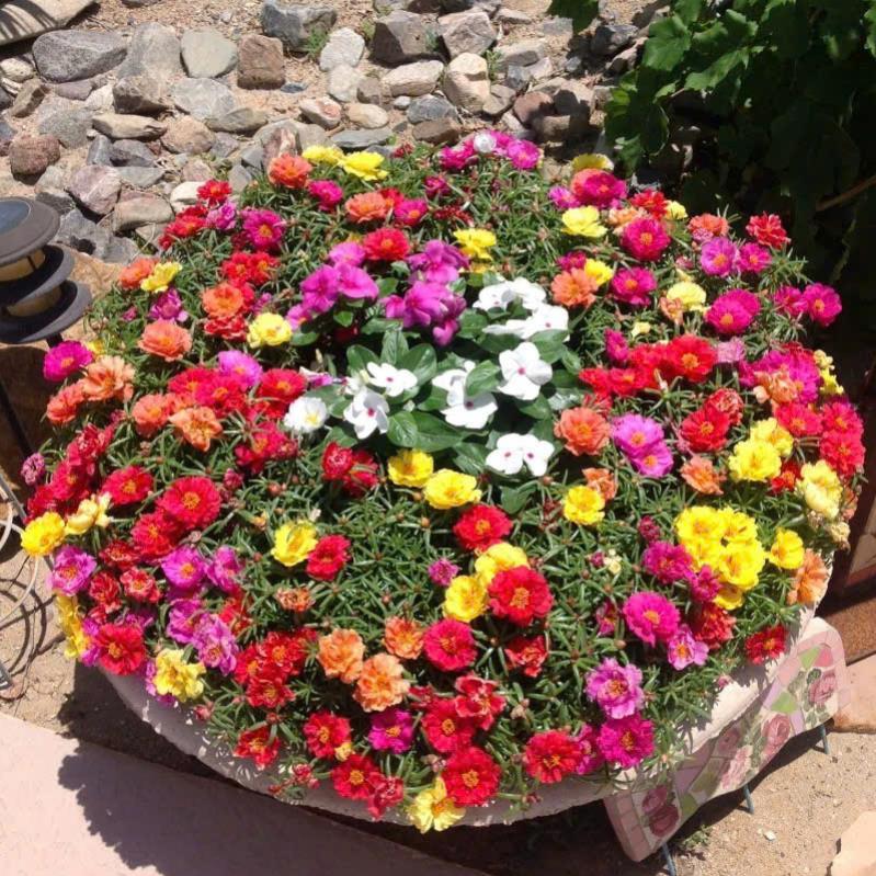 HẠT GIỐNG HOA MƯỜI GIỜ MỸ KÉP MIX MÀU BÔNG TO – SAI HOA, NỞ RỘNG, MÀU SẮC RỰC RỠ