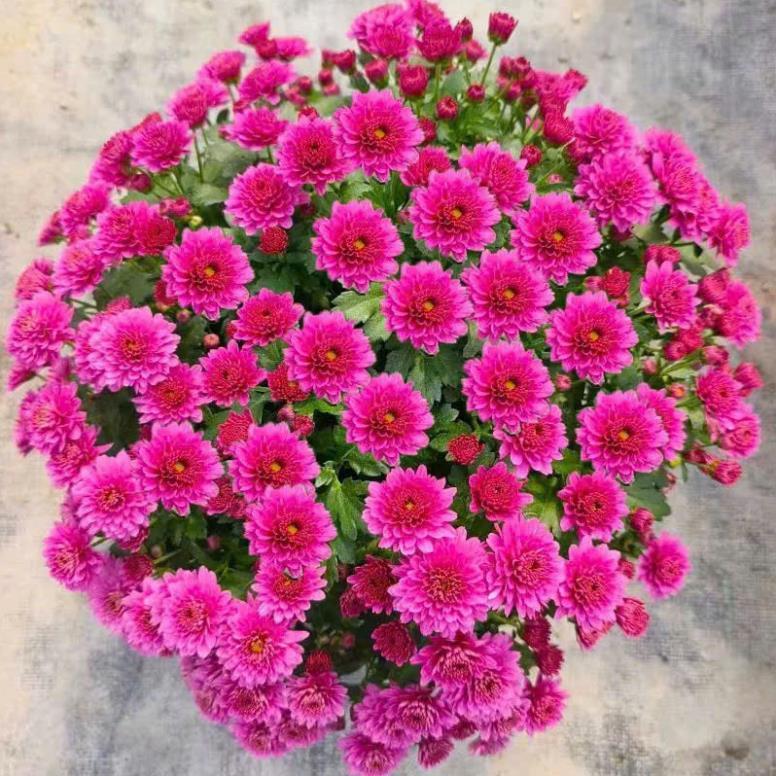 Hạt Giống Hoa Cúc Hà Lan Bông To Mix Màu – Hoa Siêu Lớn, Màu Sắc Đa Dạng, Dễ Trồng