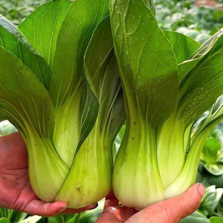 Hạt giống cải chíp thời vụ quanh năm cây sinh trưởng phát triển khỏe cho năng suất cao