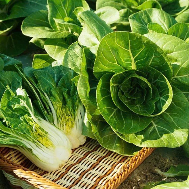 Hạt giống cải chíp thời vụ quanh năm cây sinh trưởng phát triển khỏe cho năng suất cao