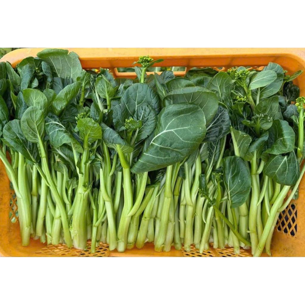Hạt giống cải ngồng cao sản thời vụ quanh năm cây phát triển tốt lá xanh dày ngồng lớn