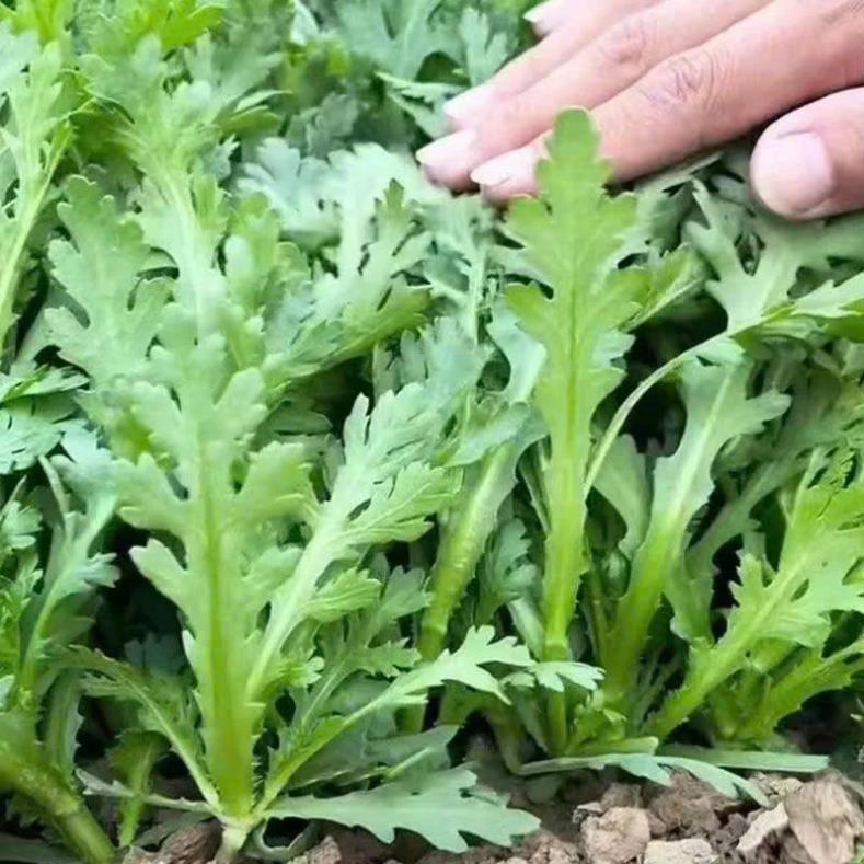 Hạt giống cải cúc nếp cao sản cho cây sinh trưởng khỏe và phát triển khỏe thời gian thu hoạch sớm.