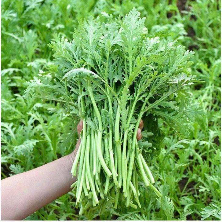 Hạt giống cải cúc nếp cao sản cho cây sinh trưởng khỏe và phát triển khỏe thời gian thu hoạch sớm.