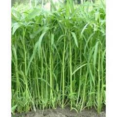 Hạt giống rau muống các loại muống ba chạc-muống lá tre-muống siêu ngọn