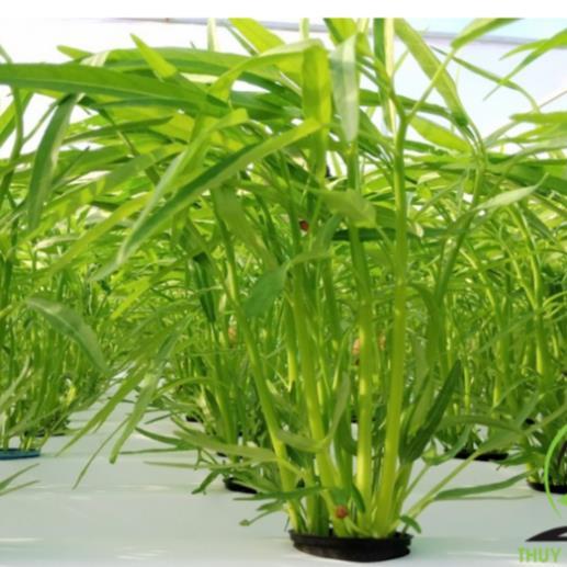 Hạt giống Rau muống lá tre hàng công ty