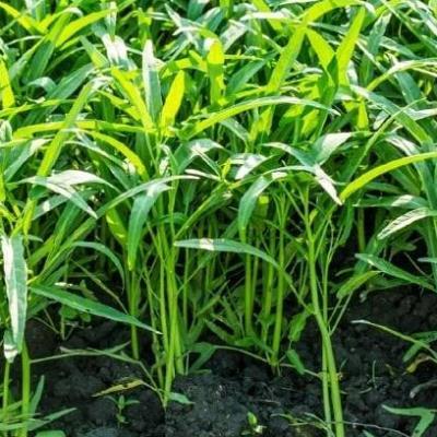 Hạt giống Rau muống lá tre hàng công ty