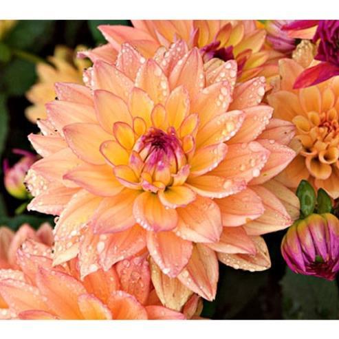 Hạt Giống Hoa Thược Dược Siêu To Mix Đủ Màu